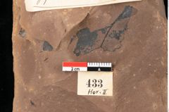 Foto (Detailansicht) von Typha latissima Braun (NHMW-GEO-2024-0188-0433)